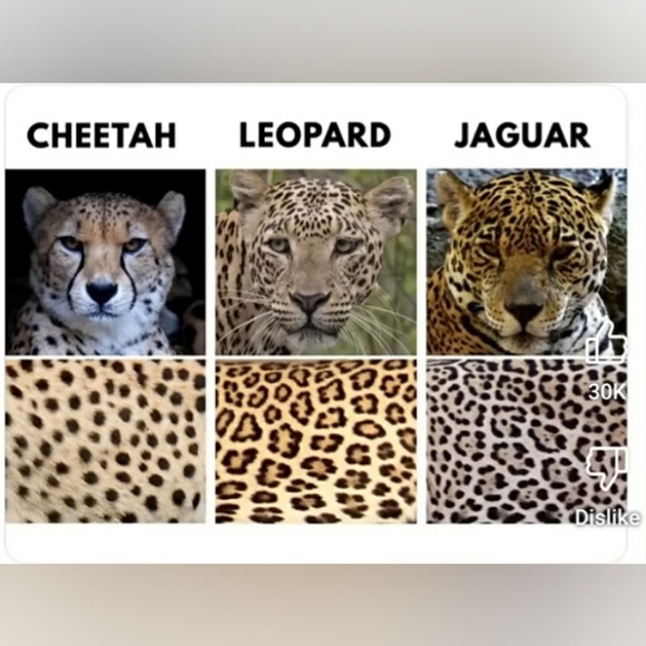 LuLaRoe Kenny Leopard Print Long Sleeve Jacket- Women's Size Medium - Picture 11 of 11